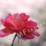 Vivitar 200mm f/3,5-318