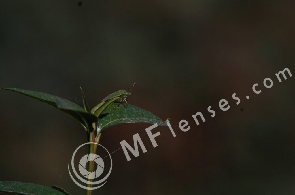 Vivitar 200mm f/3,5-321