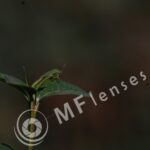 Vivitar 200mm f/3,5-321