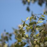 Vivitar 400mm f/5.6-2158