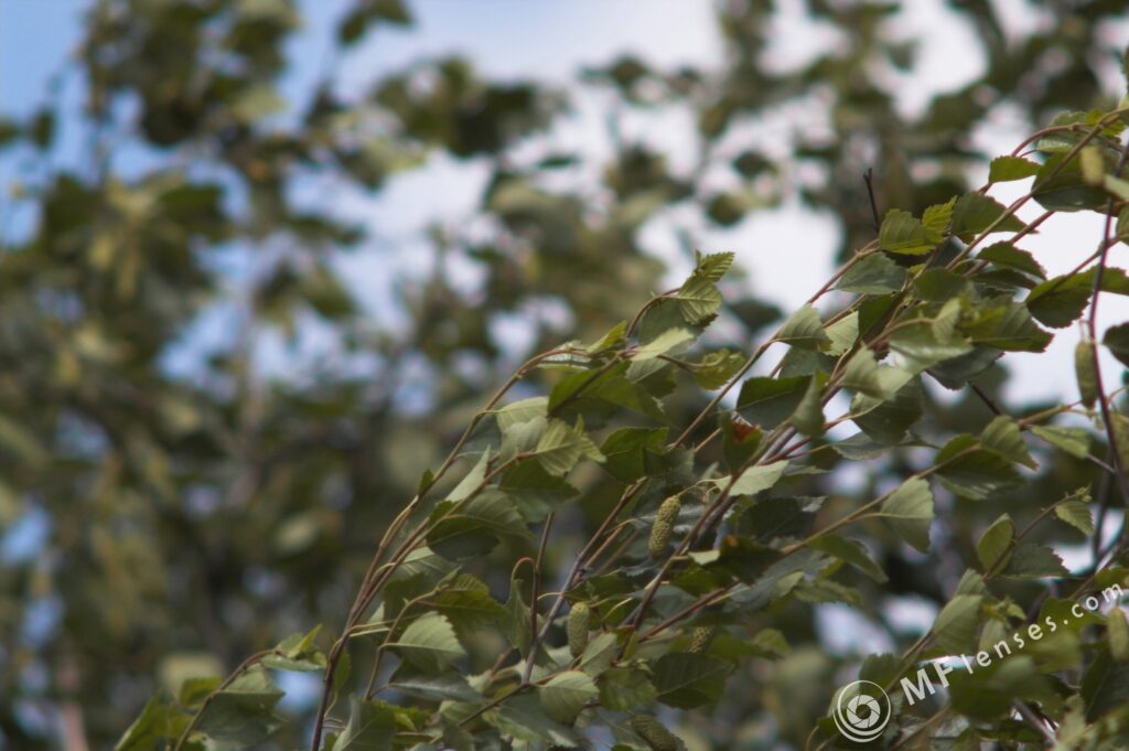 Vivitar 400mm f/5.6-2159