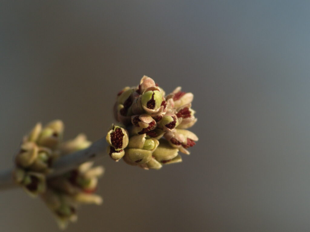 Vivitar 90-180mm f4.5 Flat field-4273