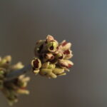 Vivitar 90-180mm f4.5 Flat field-4273