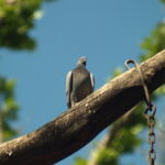 Vivitar 90-180mm f4.5 Flat field-6004