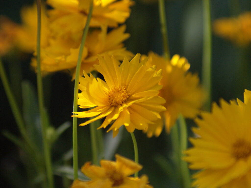 Vivitar 90-180mm f4.5 Flat field-6006
