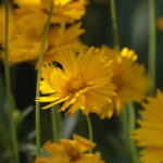 Vivitar 90-180mm f4.5 Flat field-6006