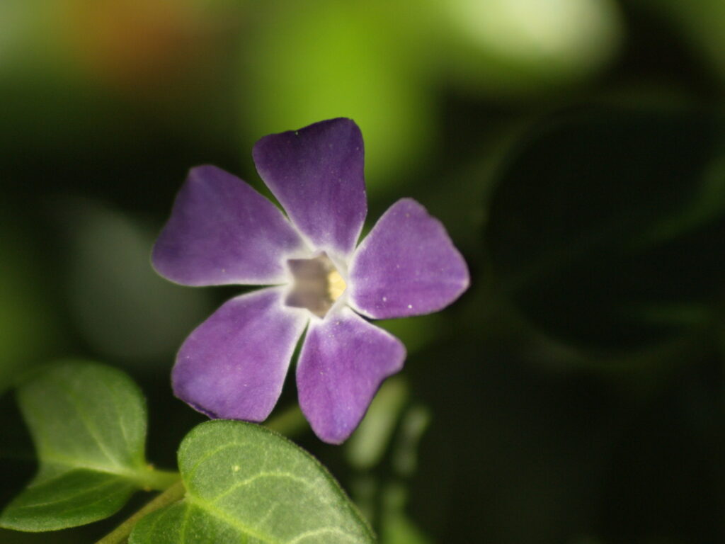 Vivitar 90-180mm f4.5 Flat field-6008