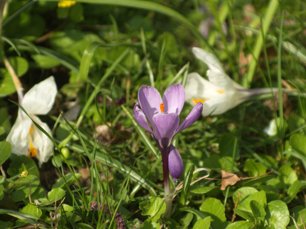 Vivitar 90-180mm f4.5 Flat field-4436