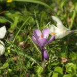 Vivitar 90-180mm f4.5 Flat field-4436