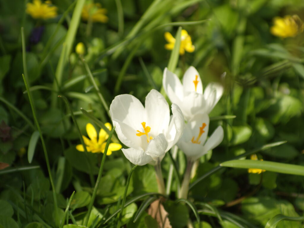 Vivitar 90-180mm f4.5 Flat field-4437
