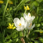 Vivitar 90-180mm f4.5 Flat field-4437