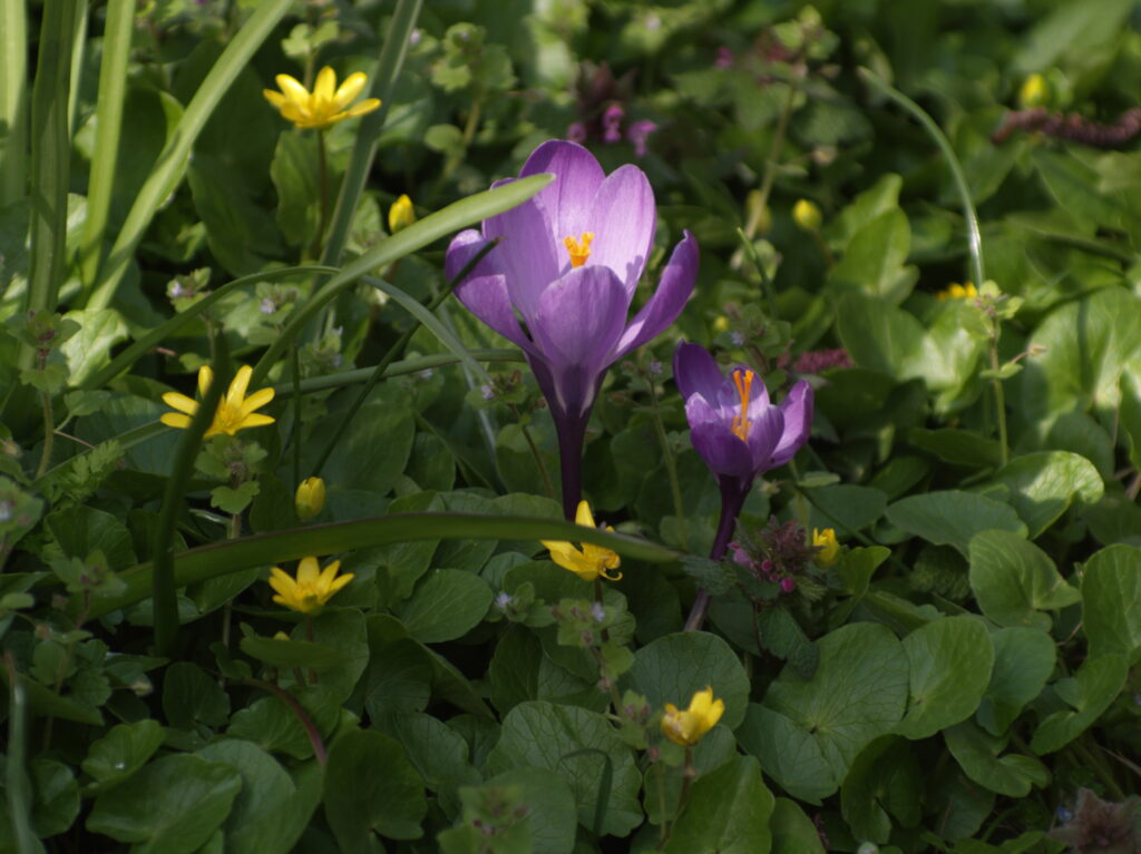 Vivitar 90-180mm f4.5 Flat field-4438