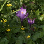 Vivitar 90-180mm f4.5 Flat field-4438