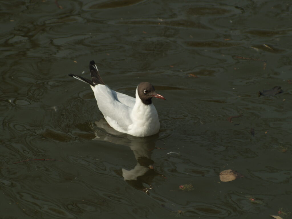 Vivitar 90-180mm f4.5 Flat field-4439