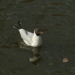 Vivitar 90-180mm f4.5 Flat field-4439