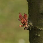 Vivitar 90-180mm f4.5 Flat field-4440