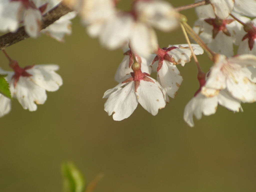 Vivitar 90-180mm f4.5 Flat field-4441