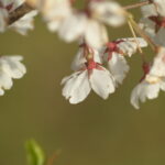 Vivitar 90-180mm f4.5 Flat field-4441