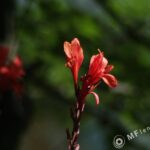 Vivitar Series 1 200mm f3-2247
