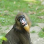 Vivitar Series 1 200mm f3-2254
