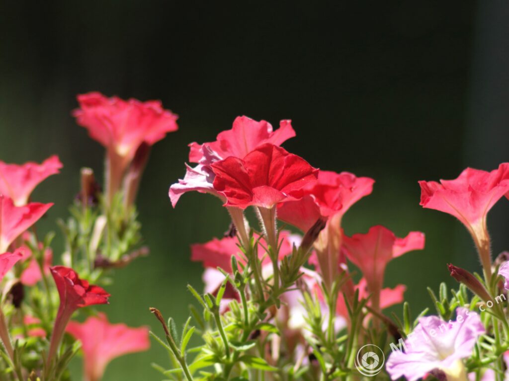 Vivitar Series 1 200mm f3-2256
