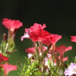 Vivitar Series 1 200mm f3-2256
