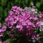 Vivitar Series 1 200mm f3-2258