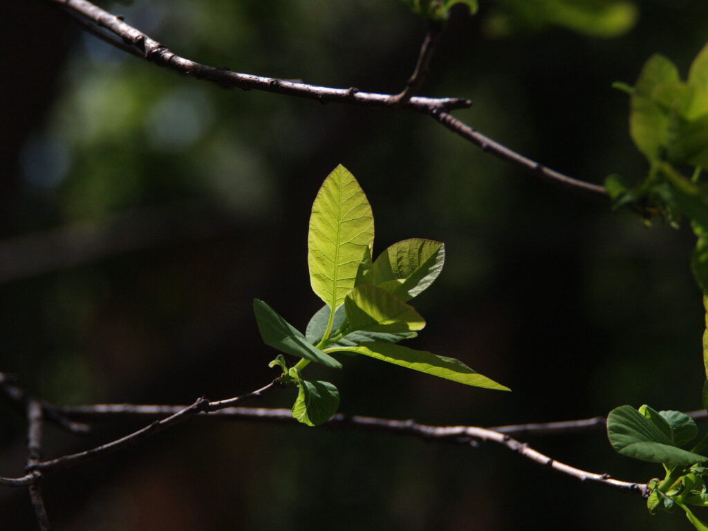 Vivitar Series 1 35-85mm f2.8 Kiron made-4481