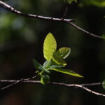 Vivitar Series 1 35-85mm f2.8 Kiron made-4481