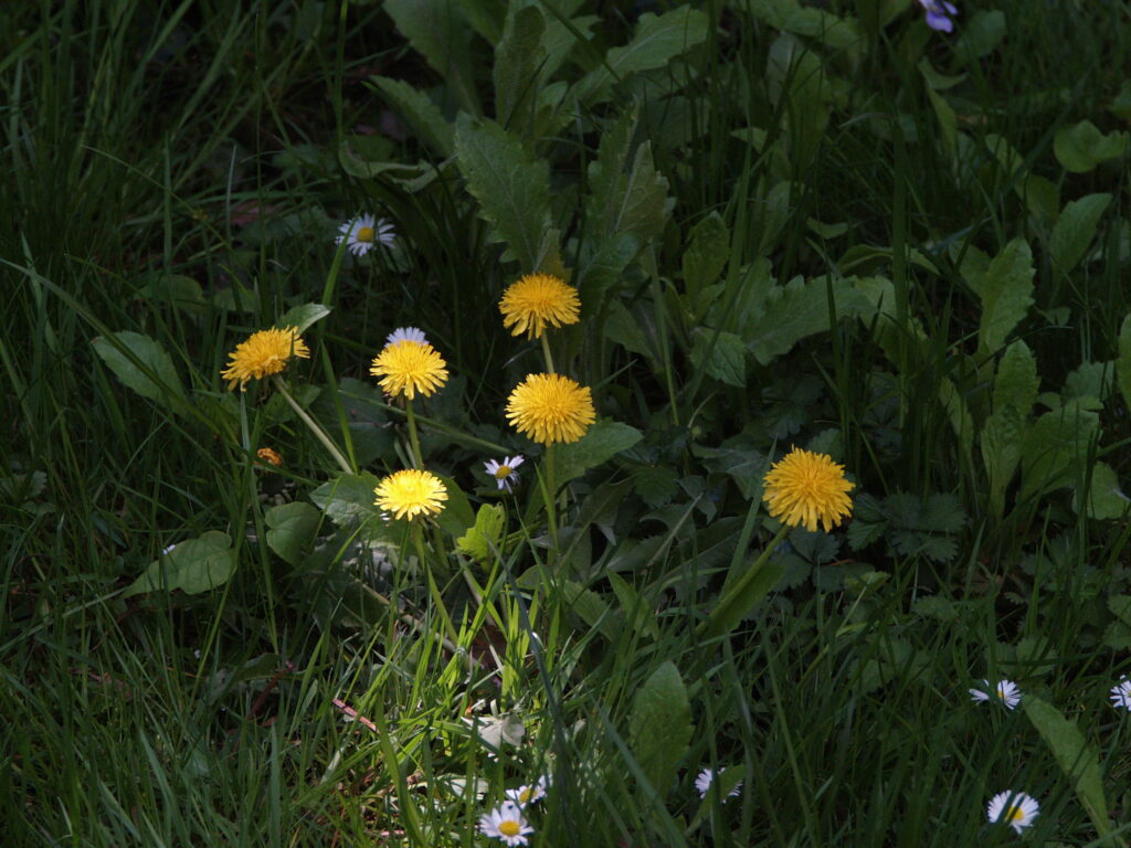 Vivitar Series 1 35-85mm f2.8 Kiron made-4482