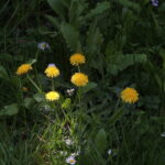 Vivitar Series 1 35-85mm f2.8 Kiron made-4482