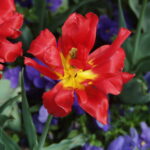 Vivitar Series 1 35-85mm f2.8 Kiron made-4485