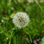 Vivitar Series 1 70-210mm f/3.5-1868