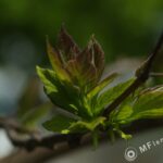 Vivitar Series 1 70-210mm f/3.5-1870