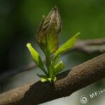 Vivitar Series 1 70-210mm f/3.5-1874