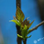 Vivitar Series 1 70-210mm f/3.5-1875