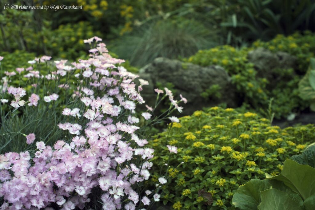 Yashica ML 55mm f1.2-3883