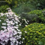 Yashica ML 55mm f1.2-3883