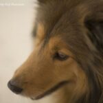 Yashica ML 55mm f1.2-3884