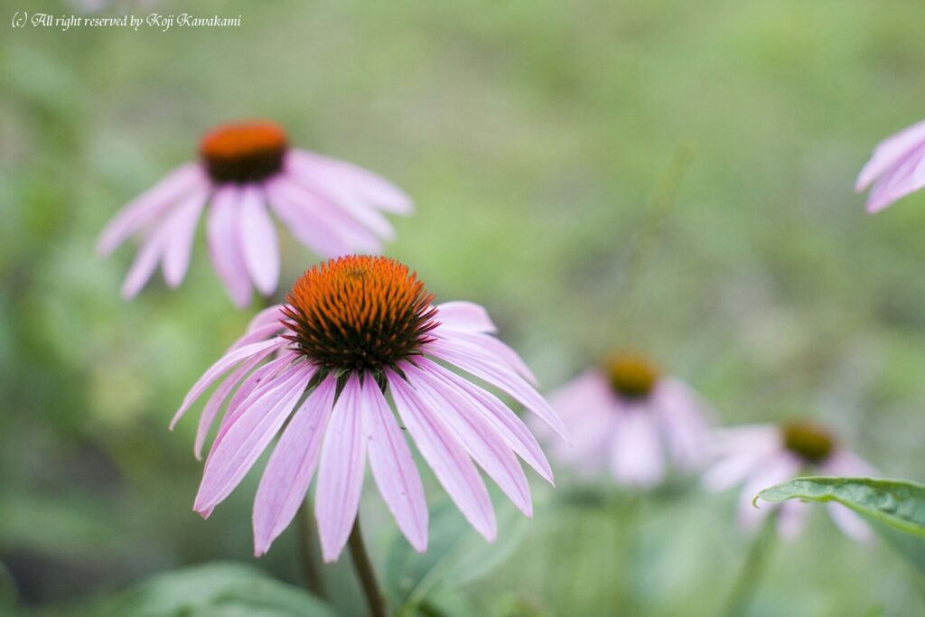 Yashica ML 55mm f1.2-3889