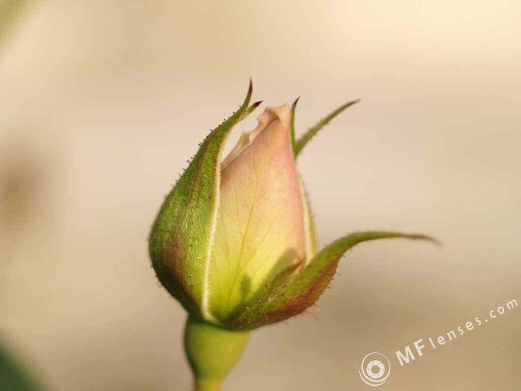 Yashical ML 55mm f4 macro-3830