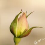 Yashical ML 55mm f4 macro-3830