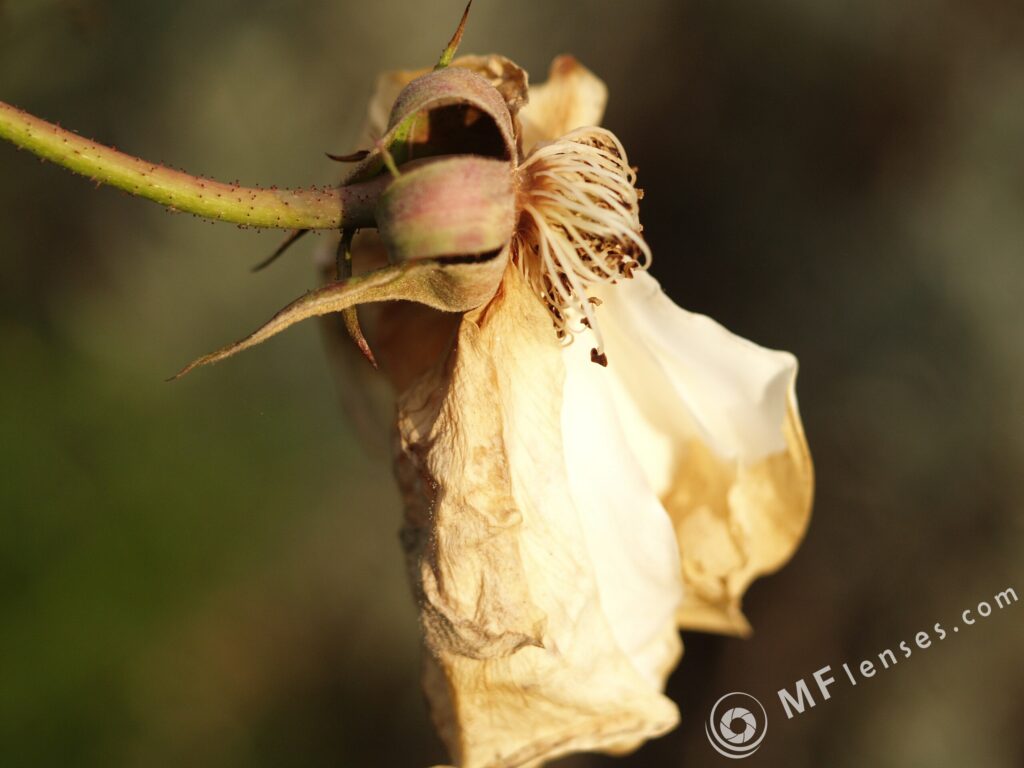 Yashical ML 55mm f4 macro-3831