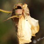 Yashical ML 55mm f4 macro-3831