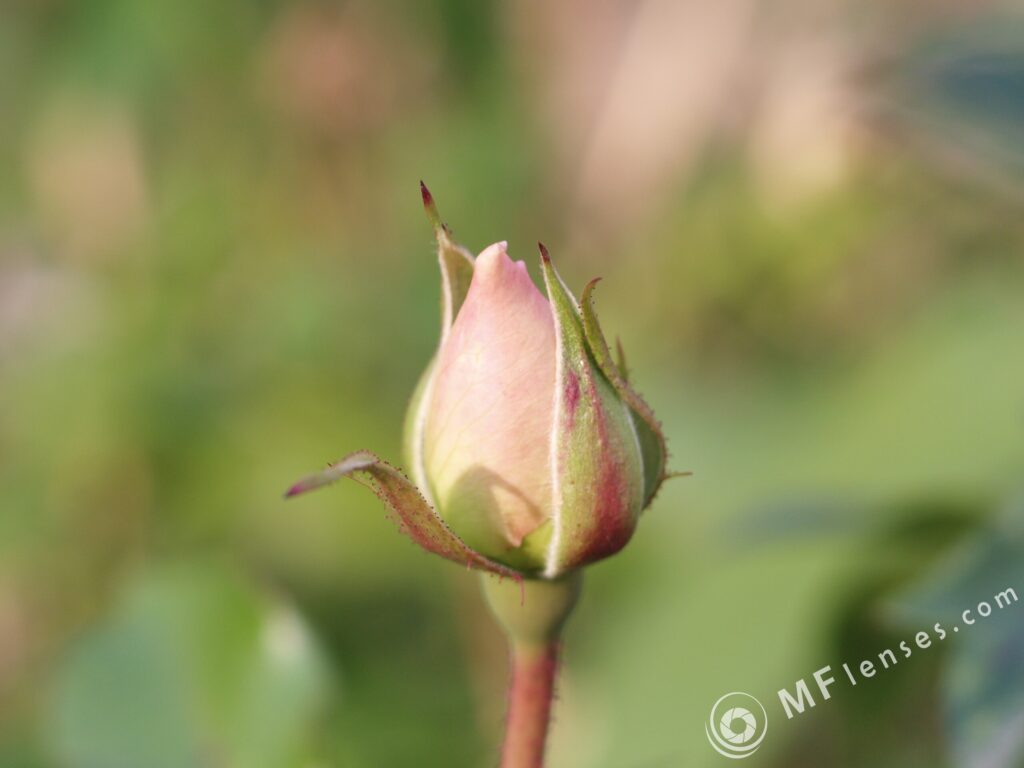 Yashical ML 55mm f4 macro-3832