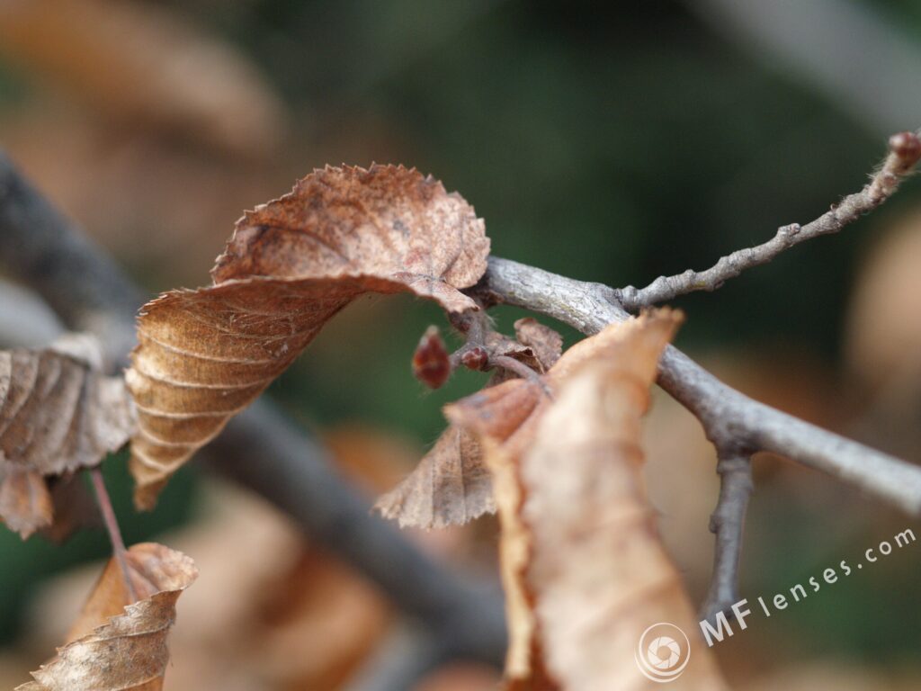 Yashical ML 55mm f4 macro-3833