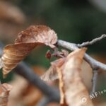 Yashical ML 55mm f4 macro-3833