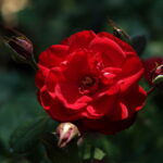 Yashica DSB 50mm f1.9-6377