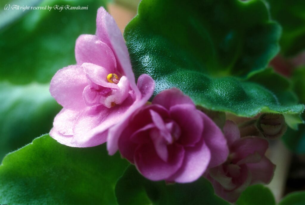 Yashica ML 100mm f3.5 Macro-3846