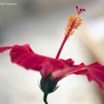 Yashica ML 100mm f3.5 Macro-3849